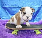 English bulldog puppies available and ready to go