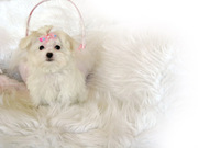 Memphis is a male white Maltese puppy. 